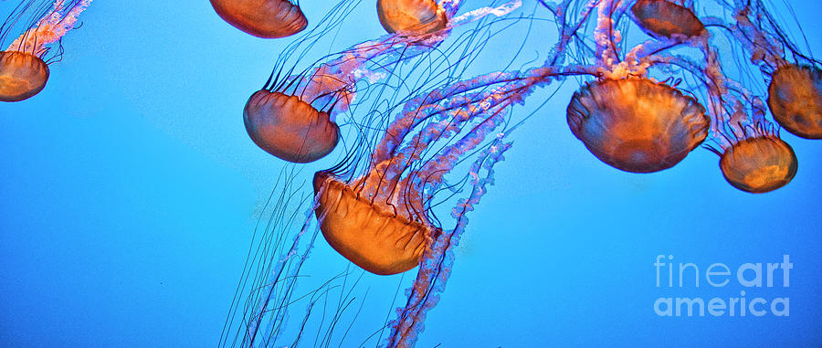 Natures Rare Purple Striped Jelly California  Photograph by Chuck Kuhn