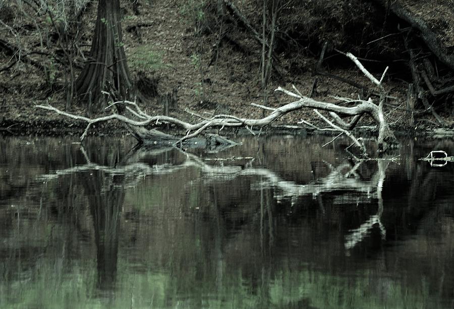 Natures Sculpture on the Withlacoochee River Photograph by Warren Thompson