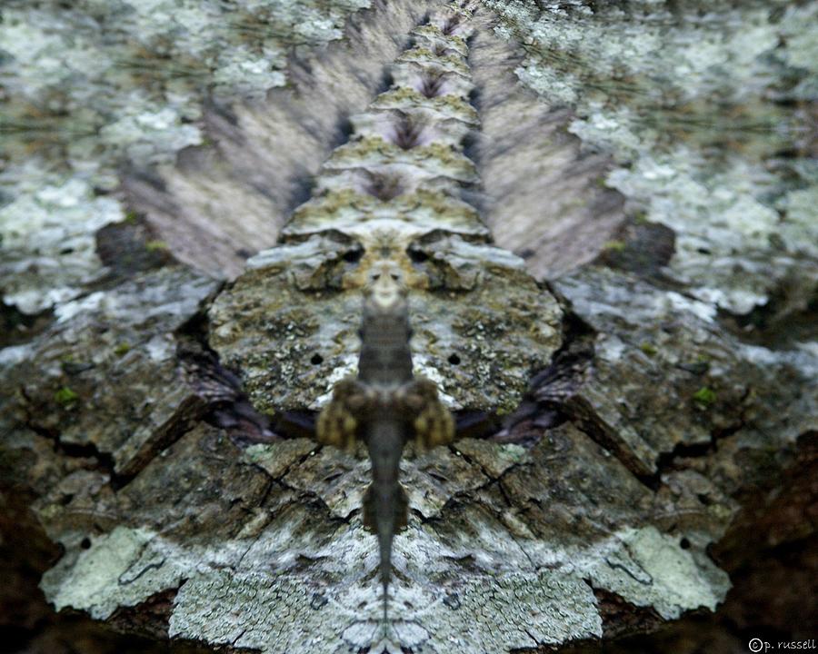 Natures Secret VII Digital Art by P Russell