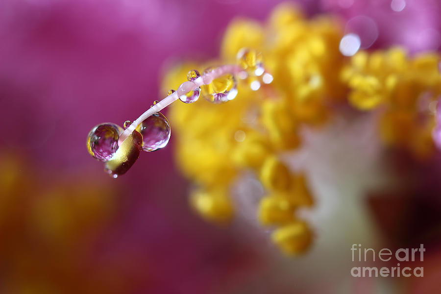 Natures Secrets Hide Among The Droplets Photograph by Mike Eingle