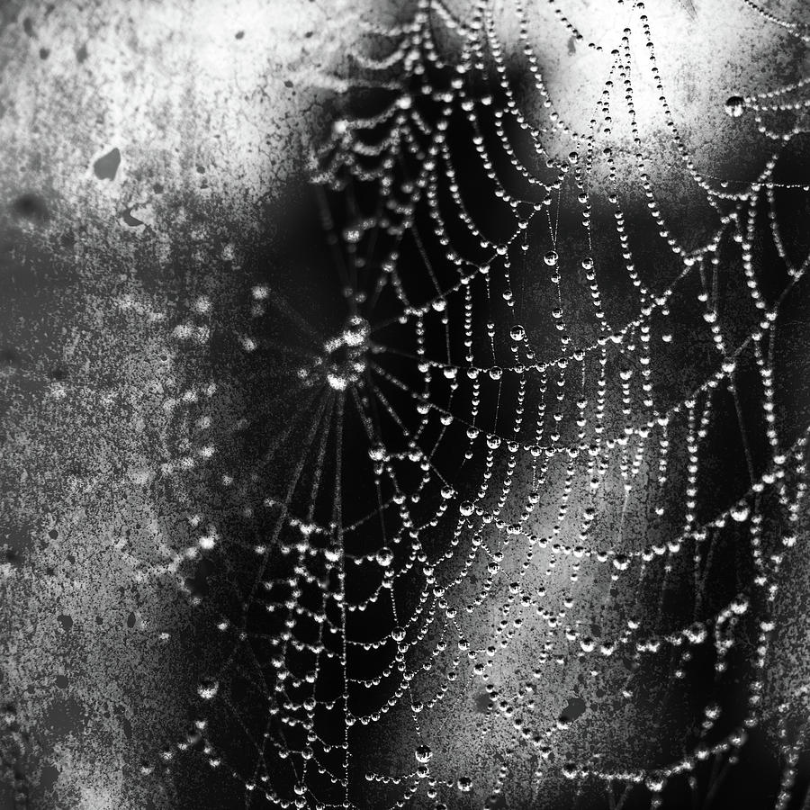 Natures Spider Temptation Photograph by Paula Ponath