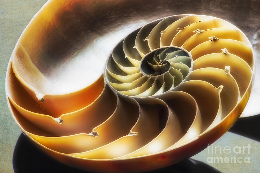 Spirals by George Buccheri