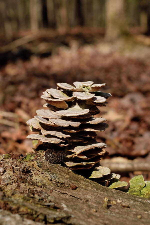 Natures Stack Photograph by Karen Harrison Brown