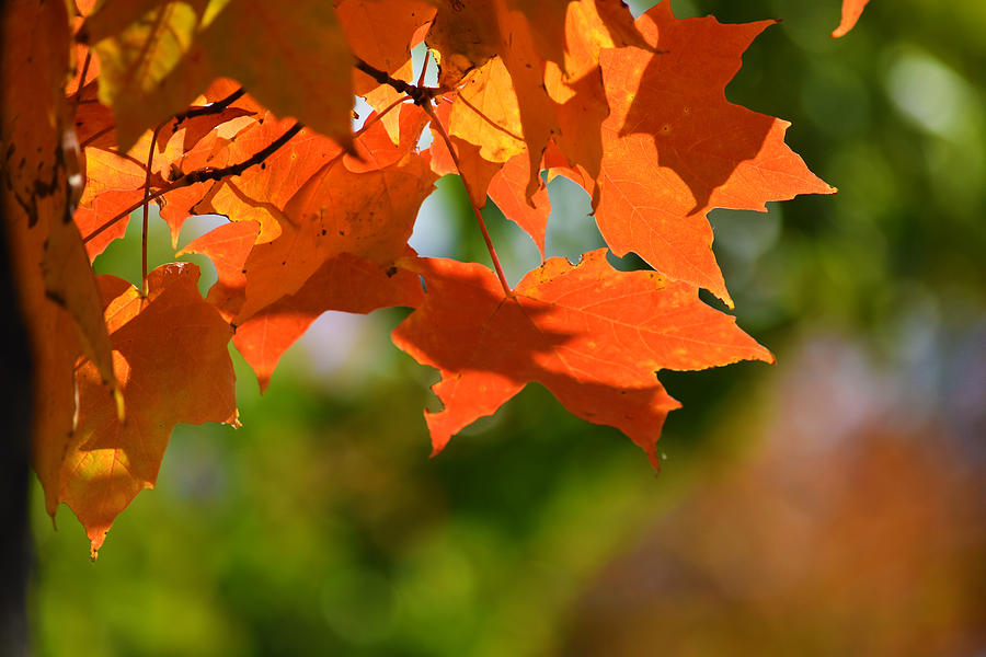 Nature's Stained Glass Photograph by Maria Keady - Fine Art America