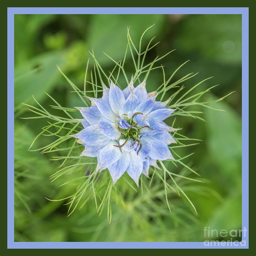 Natures Star Photograph by Wendy Wilton