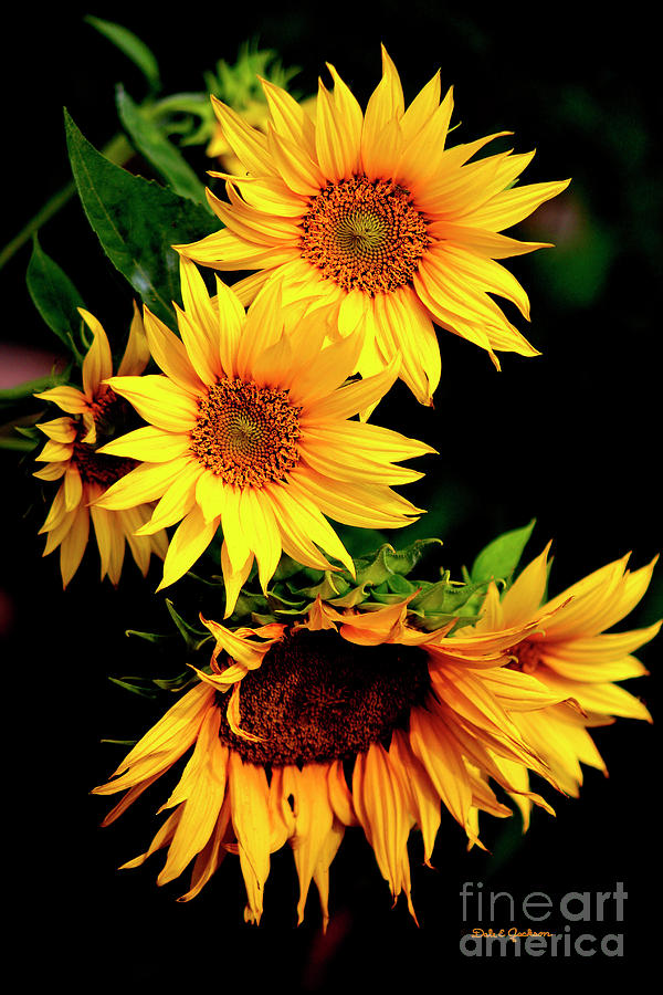 Nature Photograph - Natures Sunflower Bouquet by Dale E Jackson