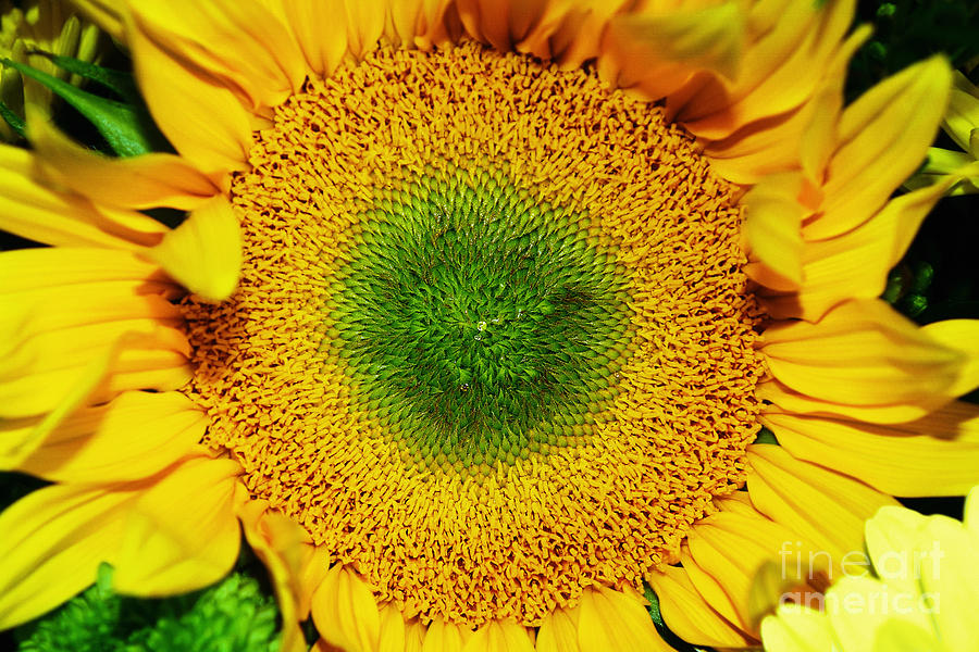 Sunflower Photograph - Natures Sunshine by Kaye Menner by Kaye Menner