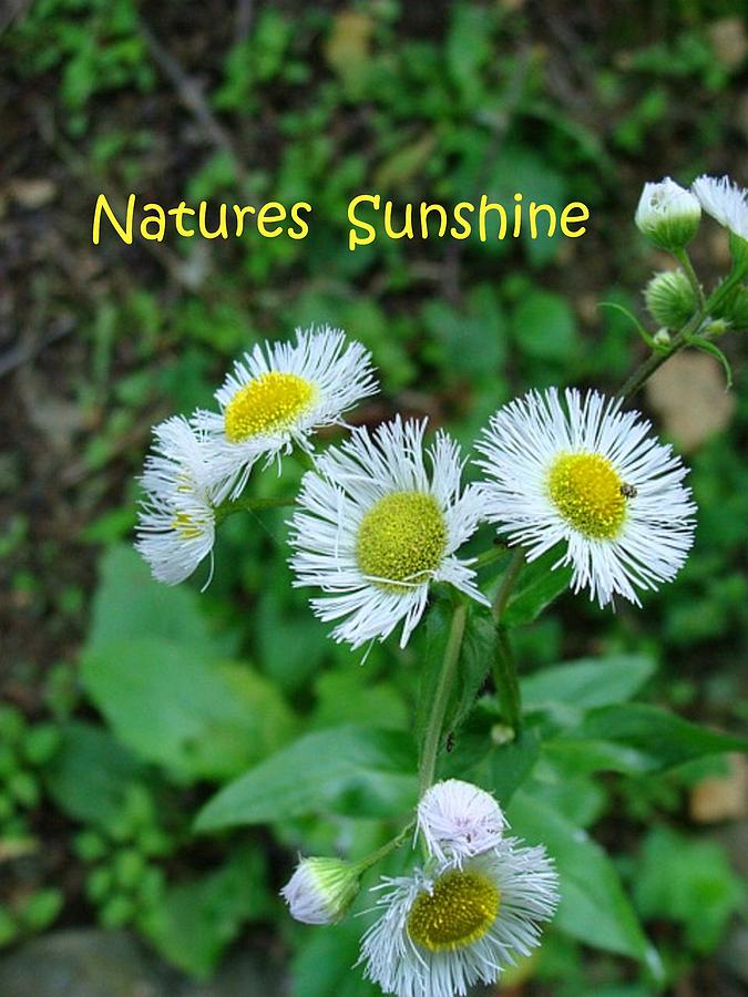 Natures Sunshine Wild Daisies Photograph by Stacie Siemsen