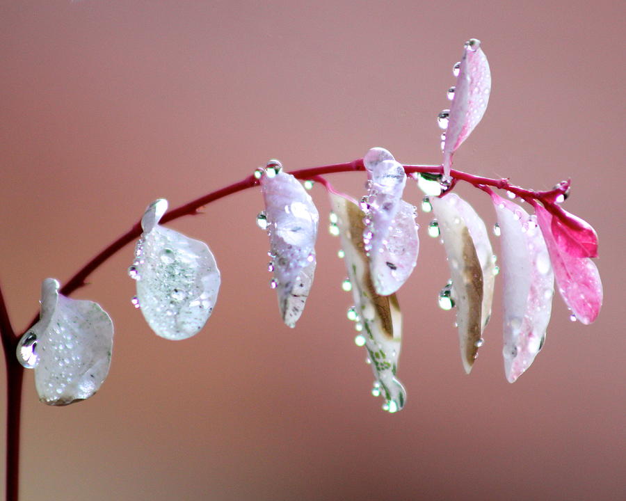 Natures Tears Photograph by Joy Buckels