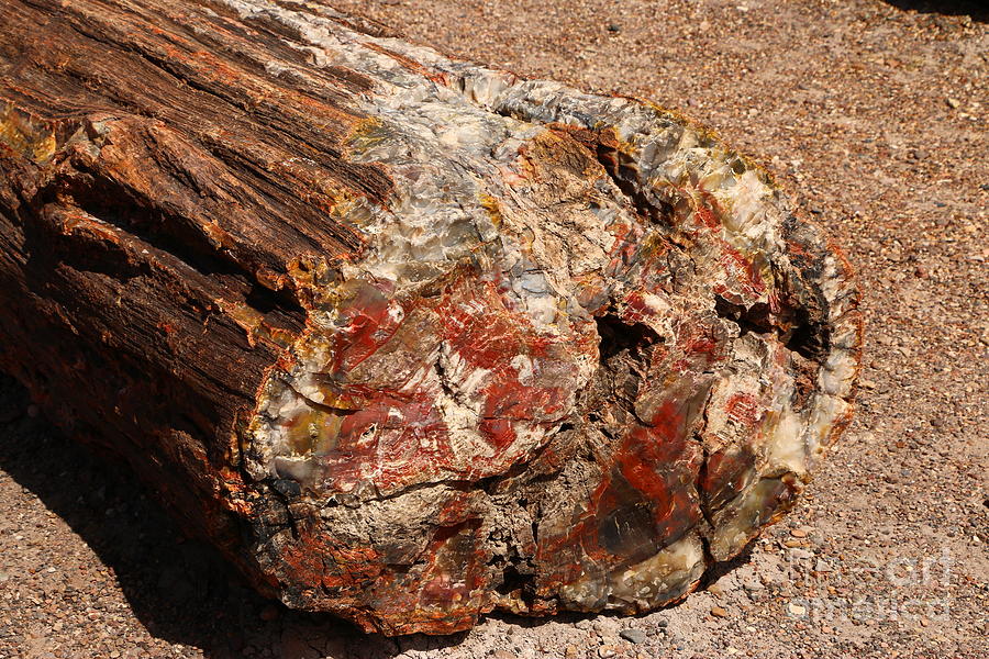 Petrified Forest National Park Photograph - Natures Texture And Colors by Christiane Schulze Art And Photography