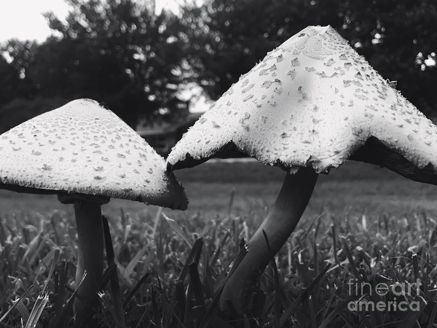 Natures Umbrellas Photograph by Jenny Revitz Soper