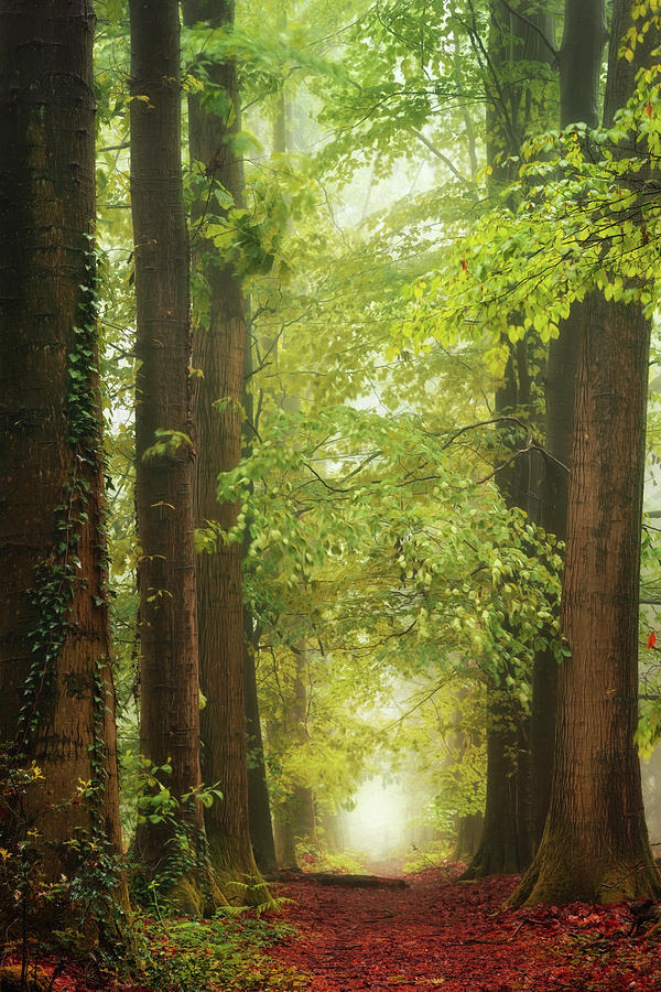 Nature's Watercolour. Photograph by Inge Bovens - Fine Art America