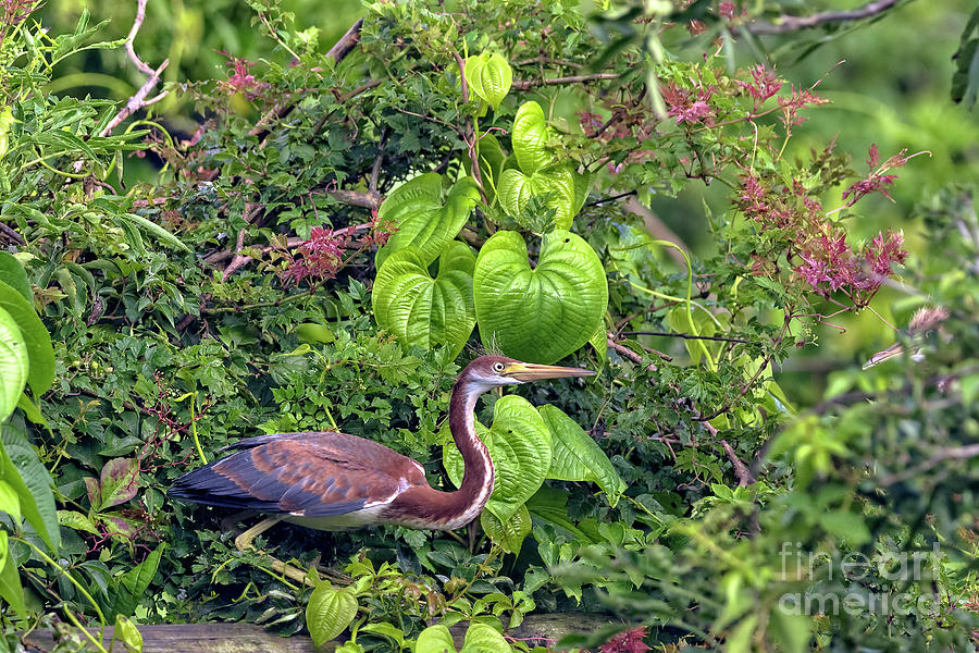 Natures Wildlife Paradise Photograph by DB Hayes