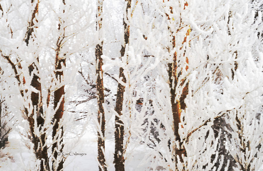 Natures Winter Abstract Photograph by Kae Cheatham