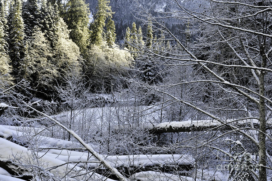 Natures Winter Pallet Photograph by Clayton Bruster