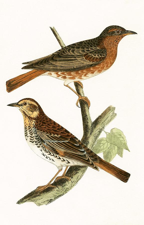 Naumann's Thrush Painting by English School - Fine Art America