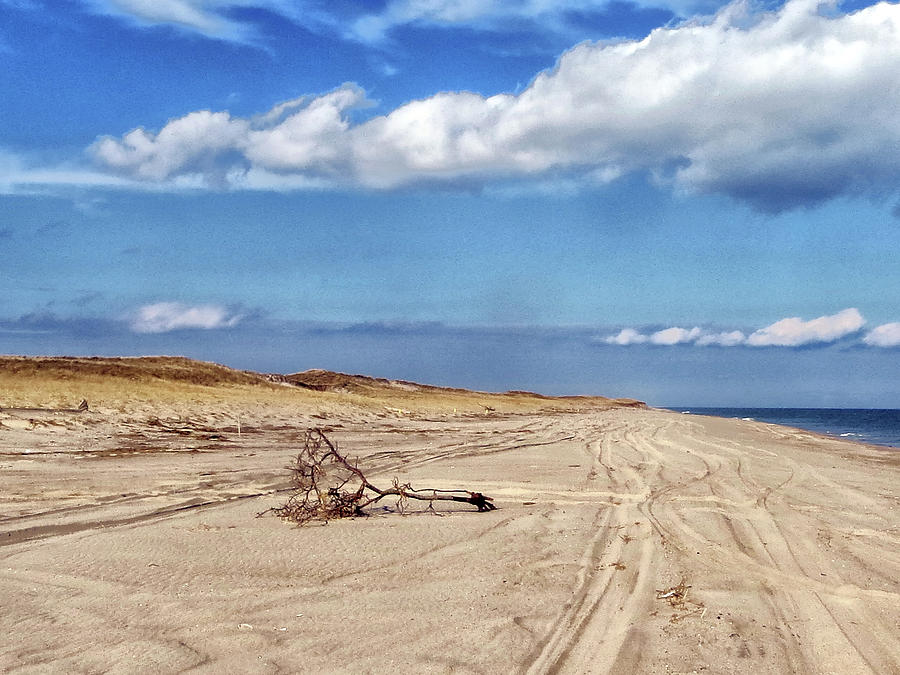 Nauset Beach Driftwood Photograph by Constantine Gregory