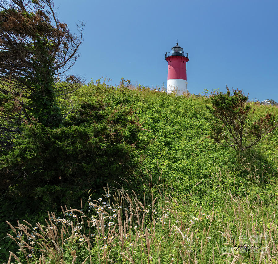Nature Photograph - Nauset Lighthouse with Daisies Cape Cod by Michelle Constantine