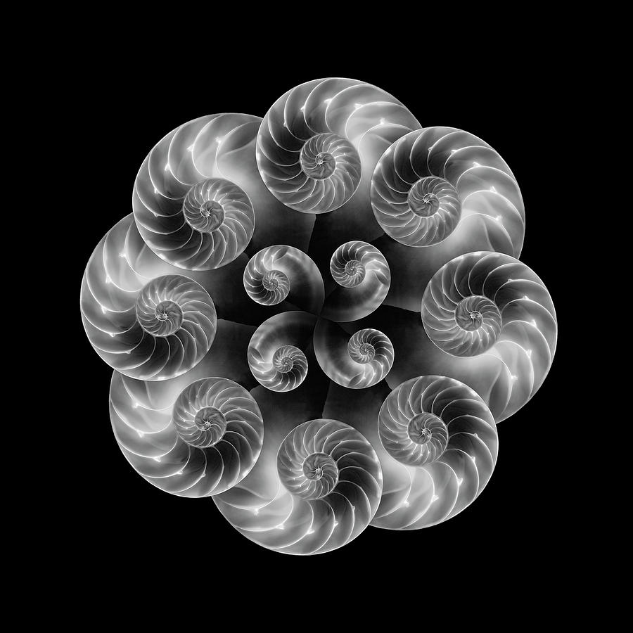Abstract Photograph - Nautilus Abstract Art by Tom Mc Nemar
