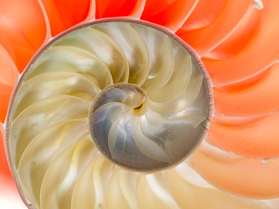 Nautilus Beauty Photograph by Jean Noren