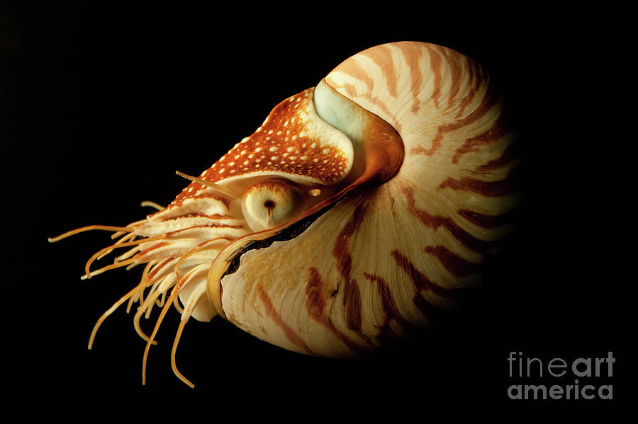 Nautilus Photograph by Chris Horne - Fine Art America