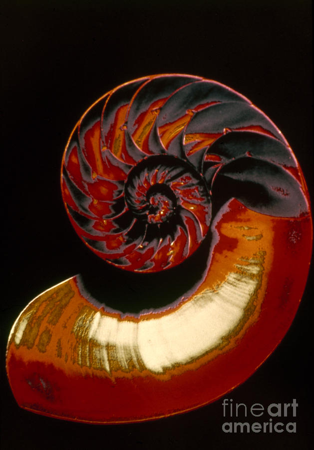 Shell Photograph - Nautilus by Granger
