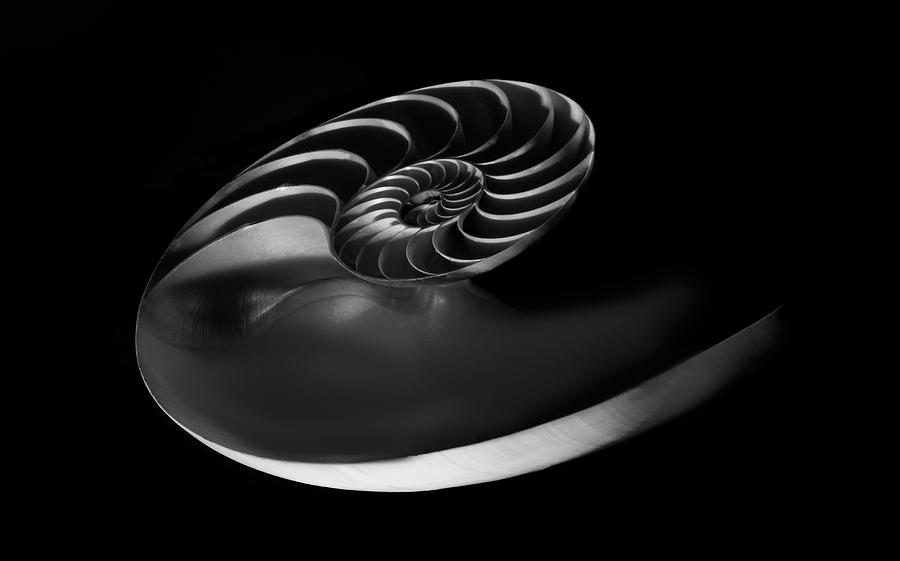 Nautilus Photograph by Greg Waters