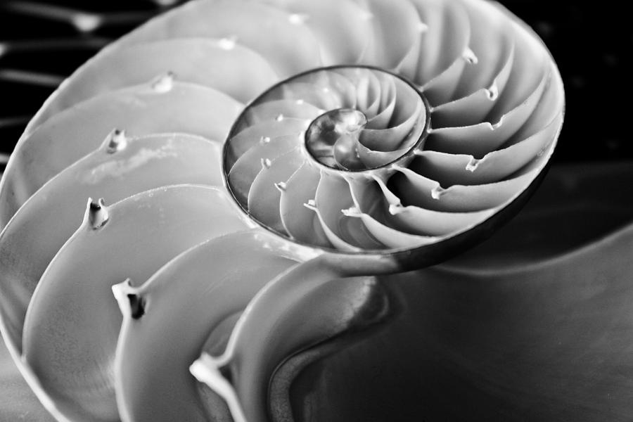 Nautilus in Black and White Photograph by Colleen Kammerer