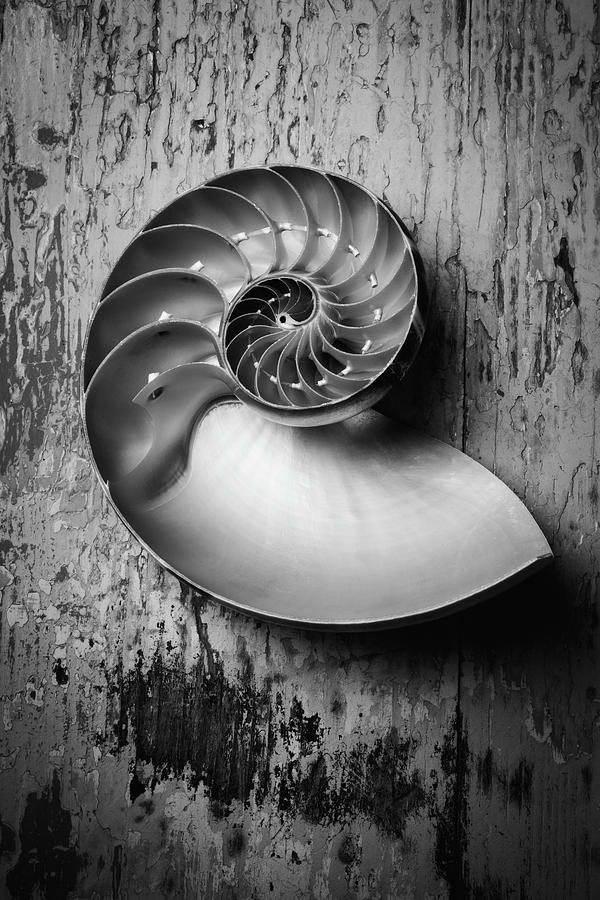 Nautilus In Black And White Photograph by Garry Gay