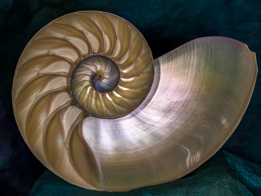 Nautilus Photograph by Jean Noren