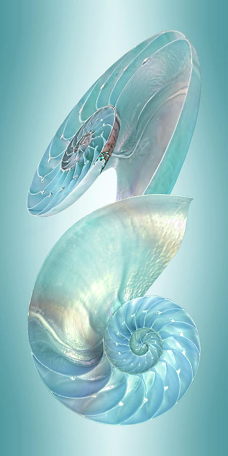 Still Life Photograph - Nautilus Jewel Of The Sea - Vertical by Gill Billington