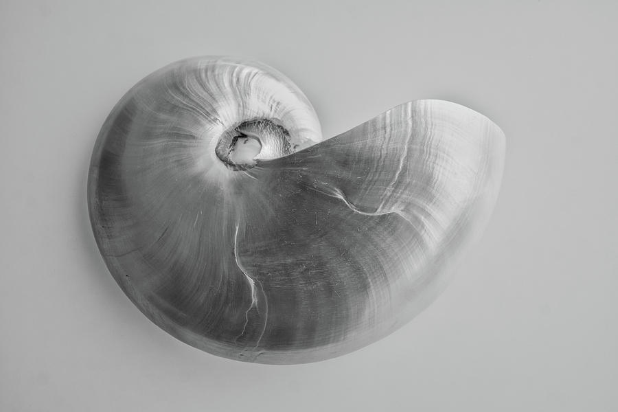 Nautilus Photograph by Louise Lindsay