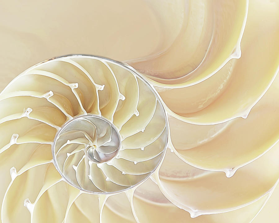 Nautilus Natural Cream Spiral Photograph by Gill Billington