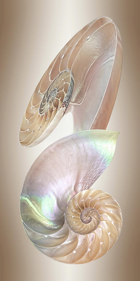 Nautilus Natural Jewel Of The Sea - Vertical Photograph by Gill Billington