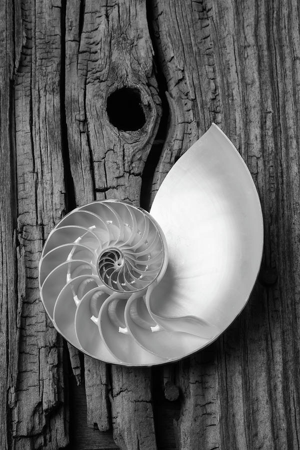 Still Life Photograph - Nautilus On Wooden Board by Garry Gay