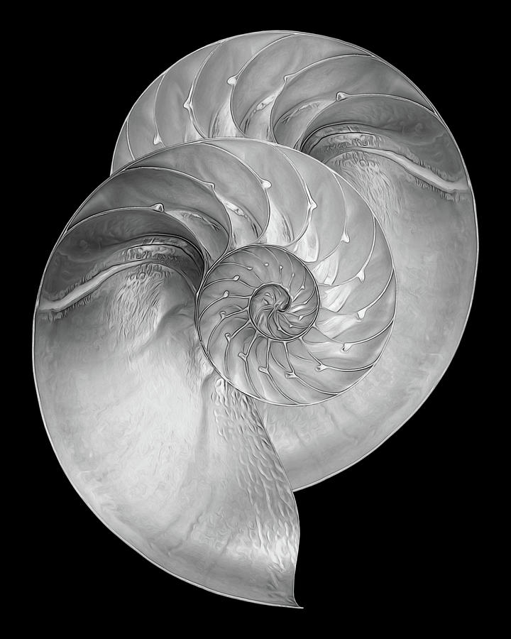 Nautilus Pair in Mono Photograph by Gill Billington