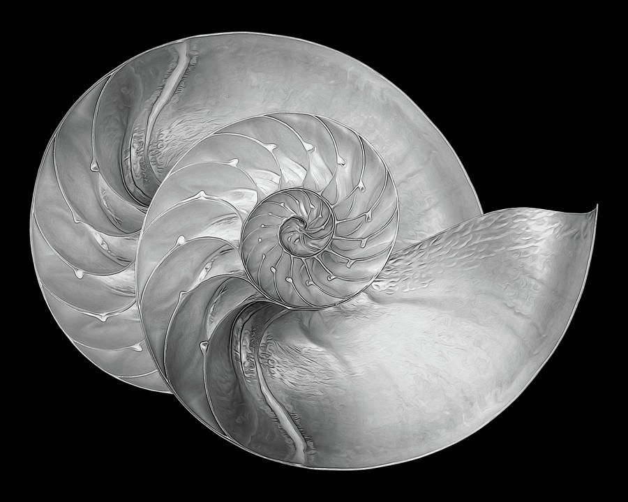 Black And White Photograph - Nautilus Pair in Mono - Horizontal by Gill Billington