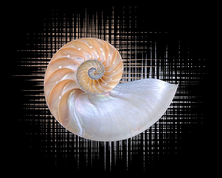 Nautilus Seashell Abstract Photograph by Gill Billington
