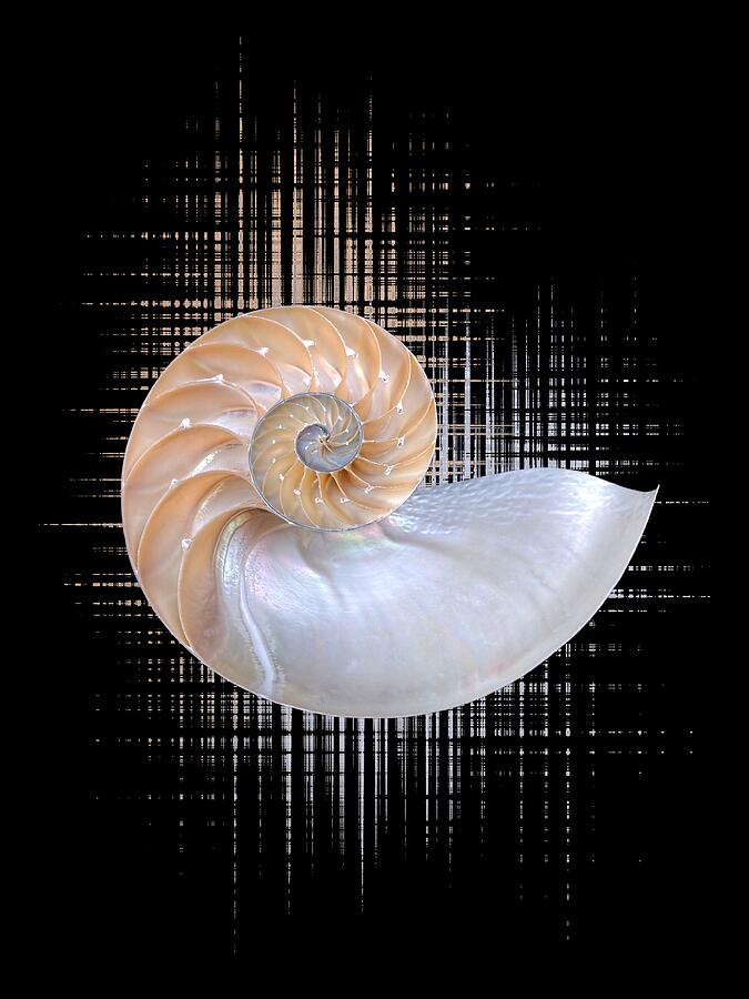 Nautilus Seashell Abstract - Vertical Photograph by Gill Billington