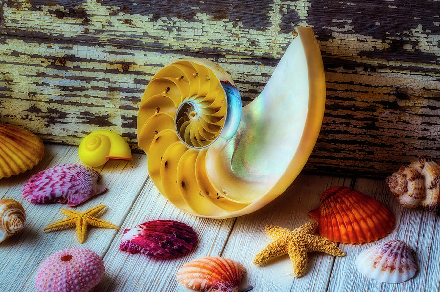 Nautilus Seashell Collection Photograph by Garry Gay