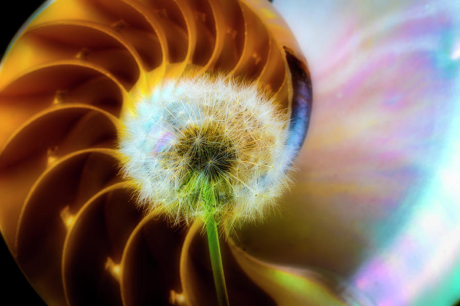 Nautilus Shell And Dandelion  Photograph by Garry Gay