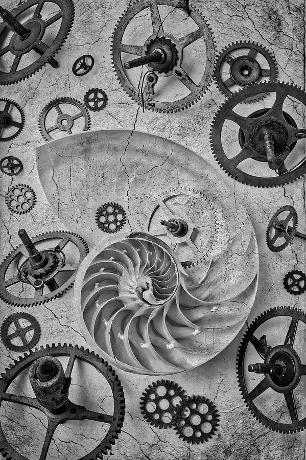 Still Life Photograph - Nautilus Shell And Gears by Garry Gay