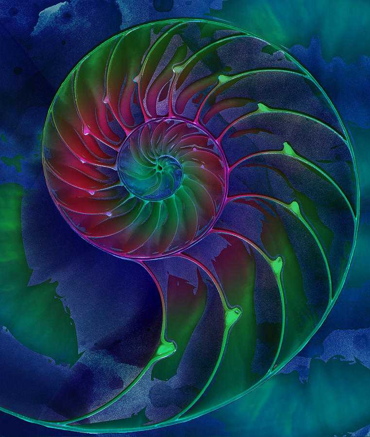 Nautilus Shell Blue Green Pink Digital Art by Clare Bambers