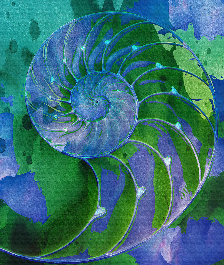 Nautilus Shell Digital Art by Clare Bambers