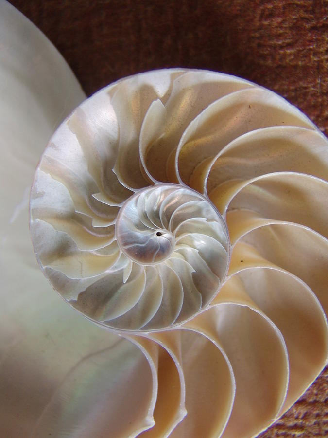 Nautilus Shell Photograph by Florene Welebny
