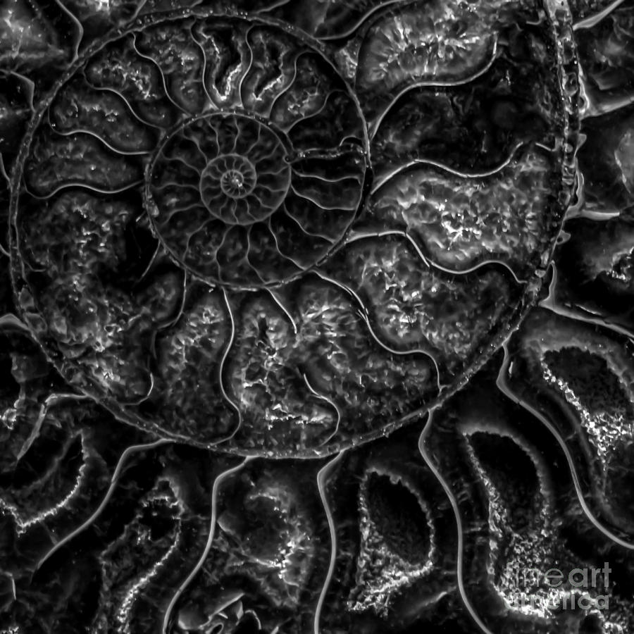 Nautilus Shell Fossil - BW Photograph by James Aiken