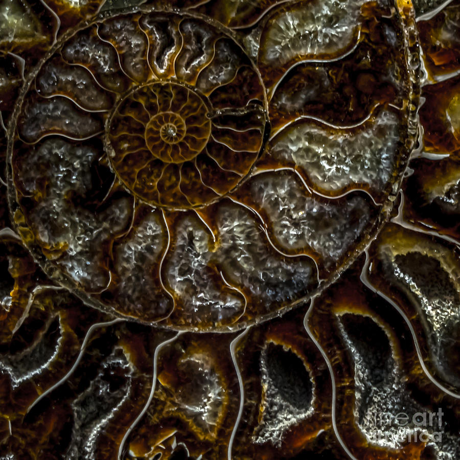 Nautilus Shell Fossil Photograph by James Aiken