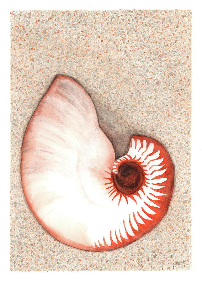 Nautilus Shell Painting by Hilda Wagner