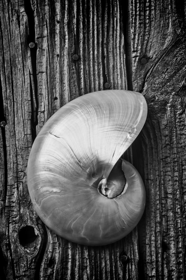 Nautilus Shell In Black And White Photograph by Garry Gay