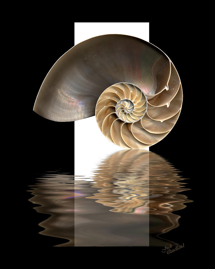 Nautilus Shell Digital Art by Judi Quelland